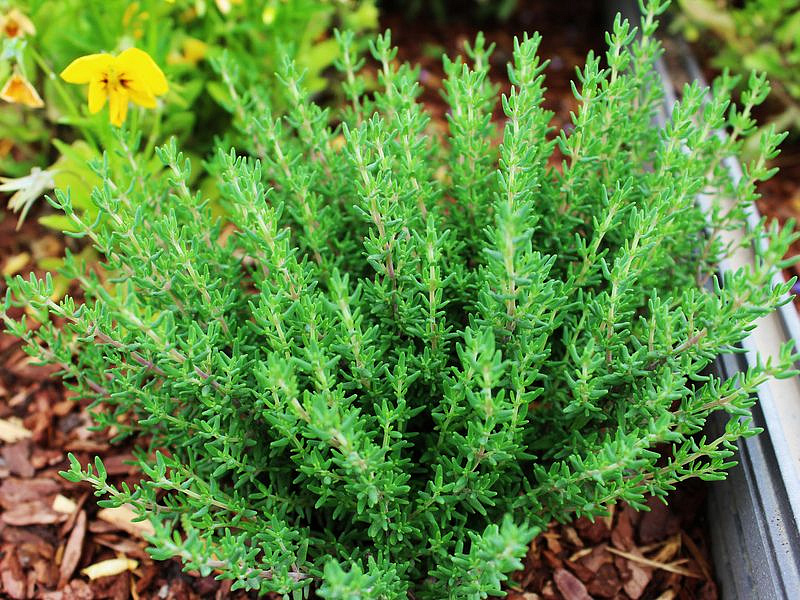 Партнер Тимьян РАДУЖНЫЙ ^(0,2г), изображение 4