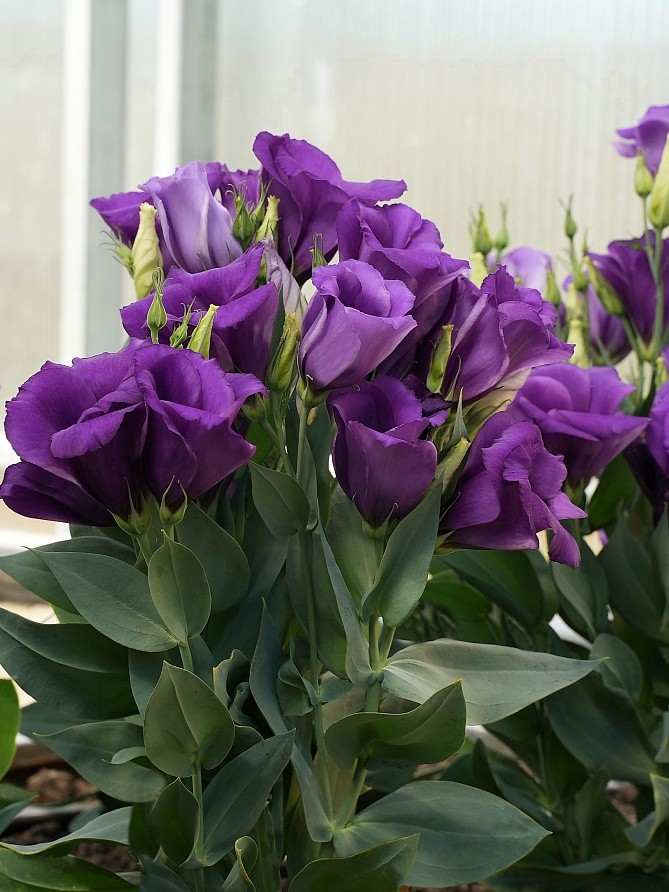 Партнер Эустома F1 карликовая МИСС БЕТТИ ^(5шт в амп), изображение 5