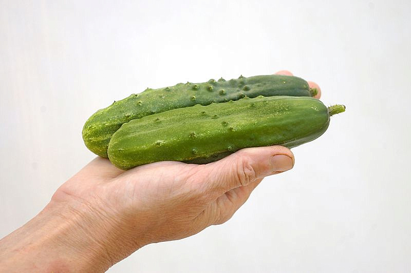 Партнер Огурец ЧЕЧЕЛЬ F1 ^(0,5г), изображение 1