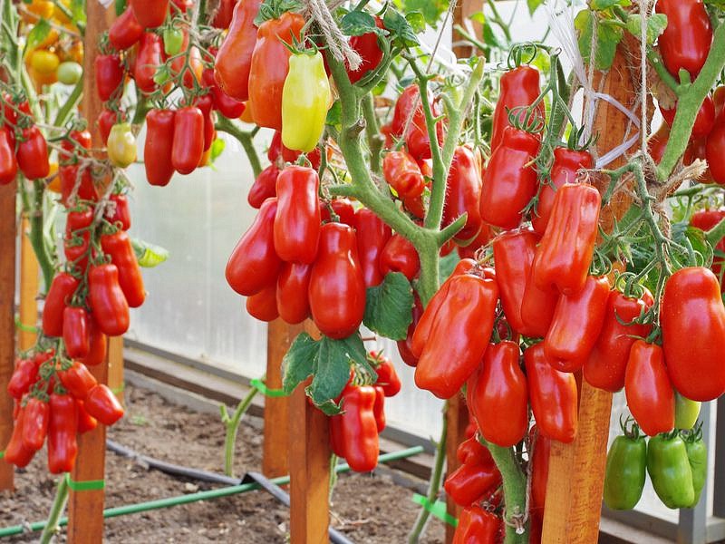 Партнер Томат ЖИГОЛО ^(0,05г) 2-ной пак, изображение 6