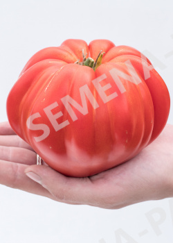 семена нина томат