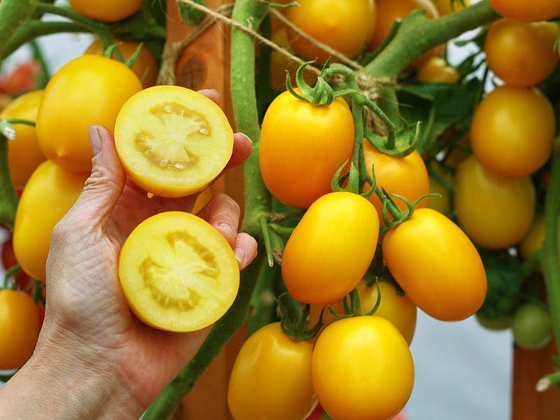 Партнер Томат РЕНЕССАНС F1 ^(10шт) 2-ной пак, изображение 6