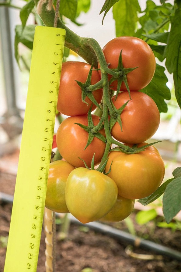 Партнер Томат ЗОЛОТАЯ КАНАРЕЙКА F1 ^(10шт) 2-ной пак, изображение 4