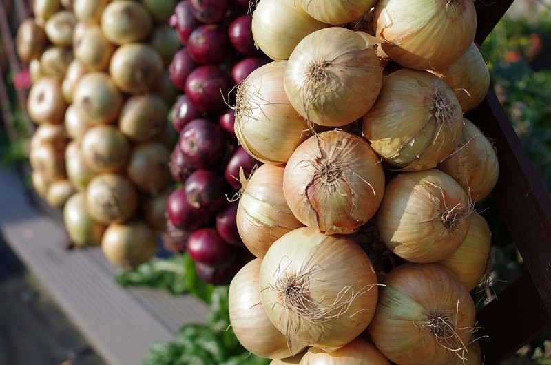 Партнер Лук репчатый ШЕТАНА МС ^(1г), изображение 3