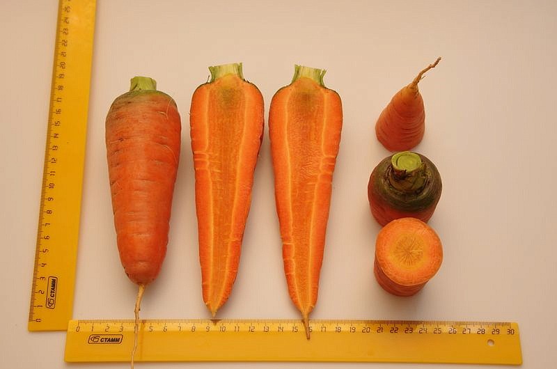 Партнер Морковь РЕД КОР ^(1г), изображение 3