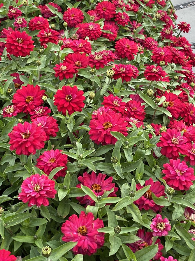 Партнер Цинния ВИШНЕВЫЙ ПИРОГ / мариландская махровая ^(5шт) , изображение 4