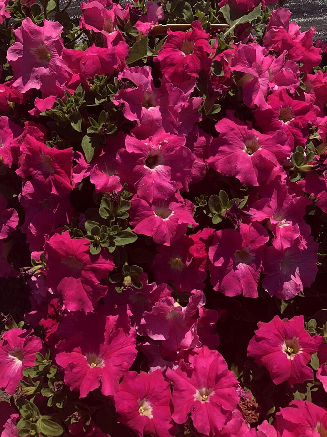 Партнер Петуния серия "Супремо" ЭМИЛИЯ F1 / крупноцветковая полуампельная^(5шт в амп), изображение 2