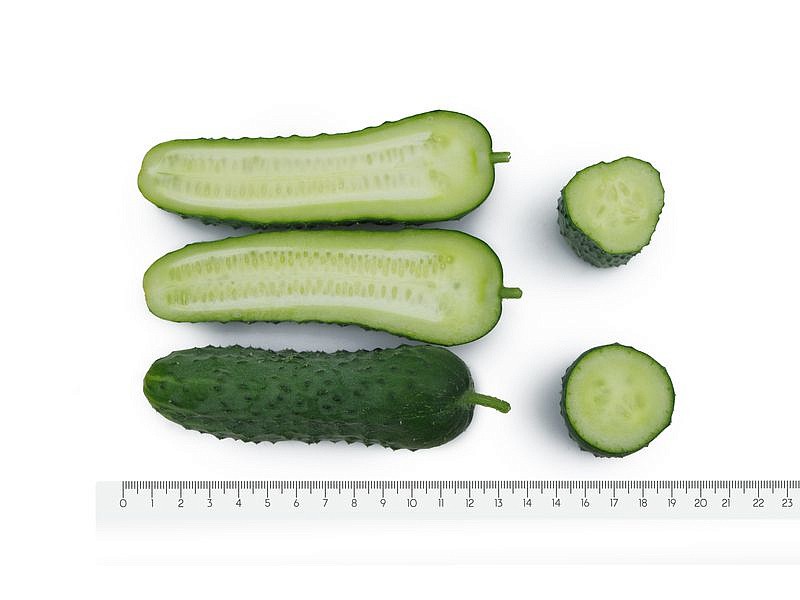 Партнер Огурец ШТОРМ F1 ^(5шт), изображение 6