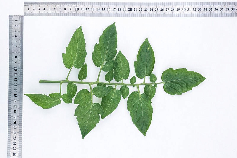 Партнер Томат АГАША F1 ^(0,05г) 2-ной пак, изображение 5