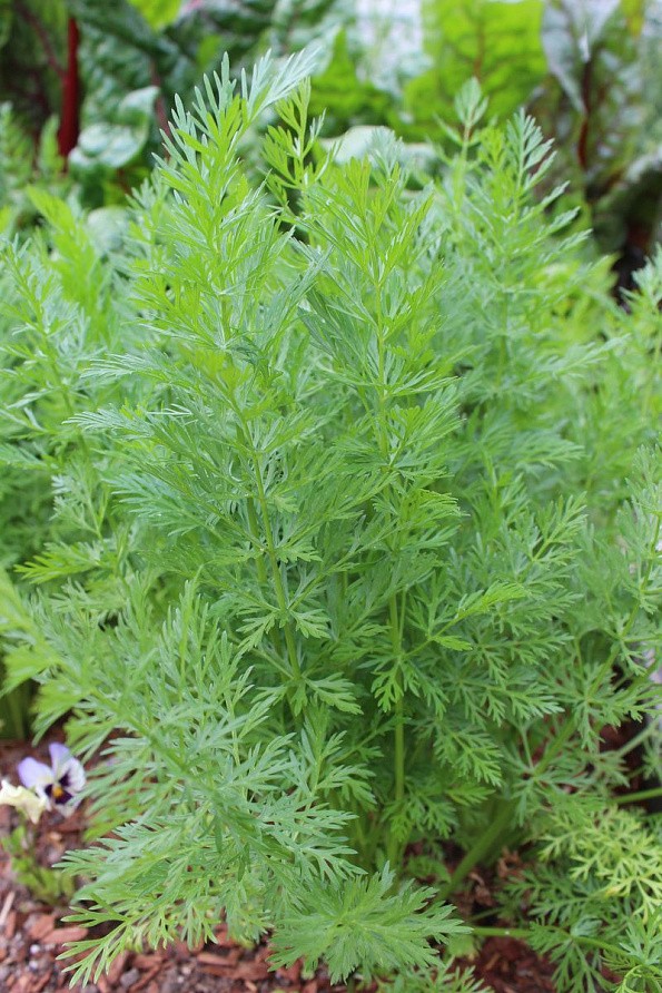 Партнер Тмин овощной АППЕТИТНЫЙ ^(3г), изображение 1