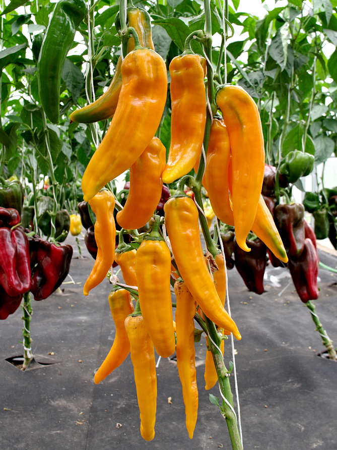 Партнер Перец ЖЕЛТАЯ КАПИЯ F1 ^(5шт) 2-ной пак, изображение 1