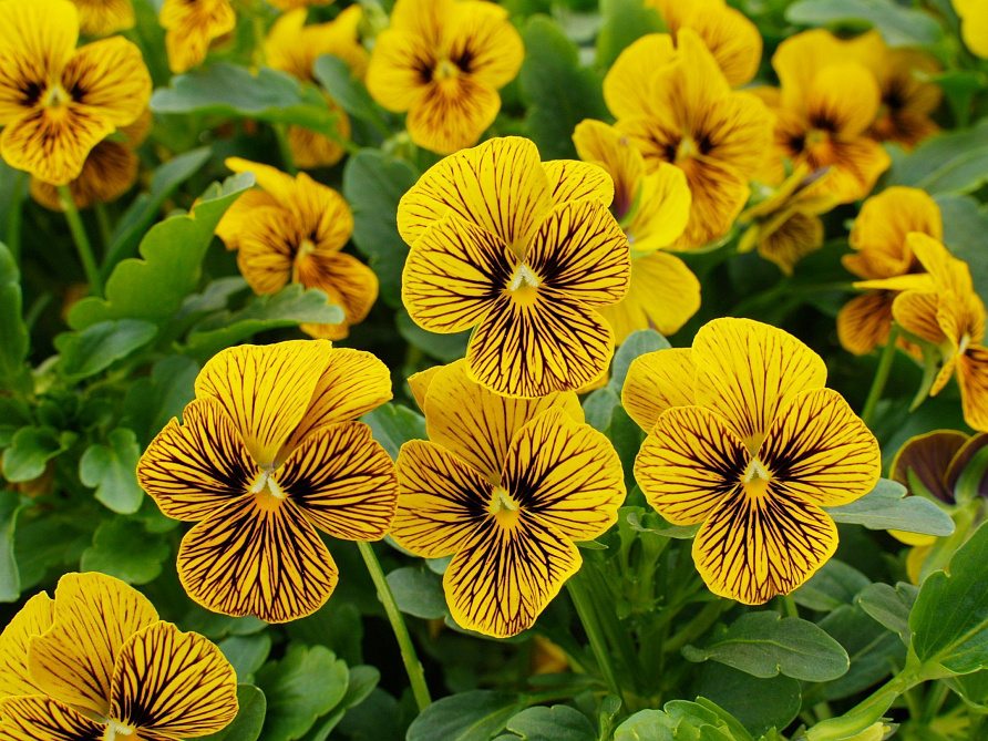 Партнер Виола F1 серия "Соблазн" ШЕРХАН ^(10шт) 2-ной пак, изображение 1