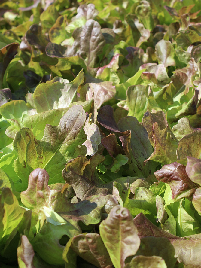 Партнер Салат листовой ЭМИЛИ ^(1г), изображение 1