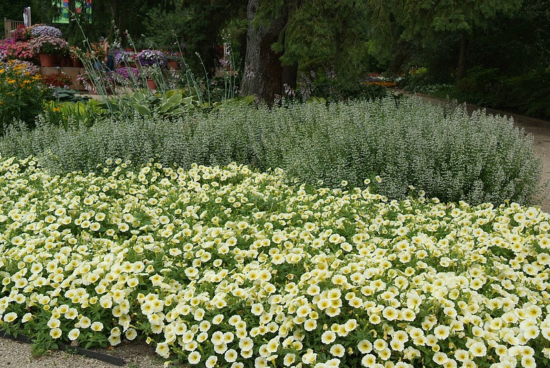 Партнер Петуния F1 серия ИЗИ ВЭЙВ ЕЛЛОУ/ многоцветковая каскадно-ампельная^(5шт в амп), изображение 1