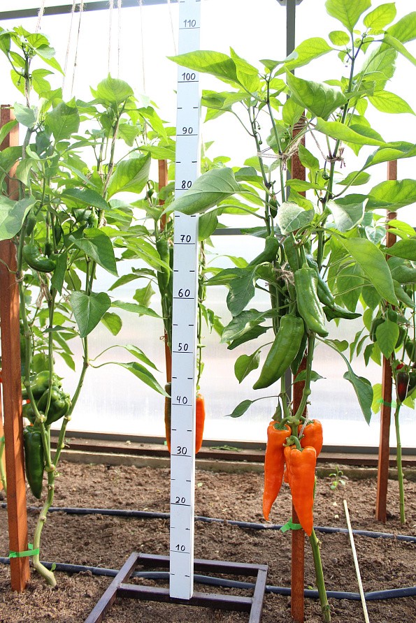 Партнер Перец ПИККАДИЛИ ^(0,25г) 2-ной пак, изображение 1