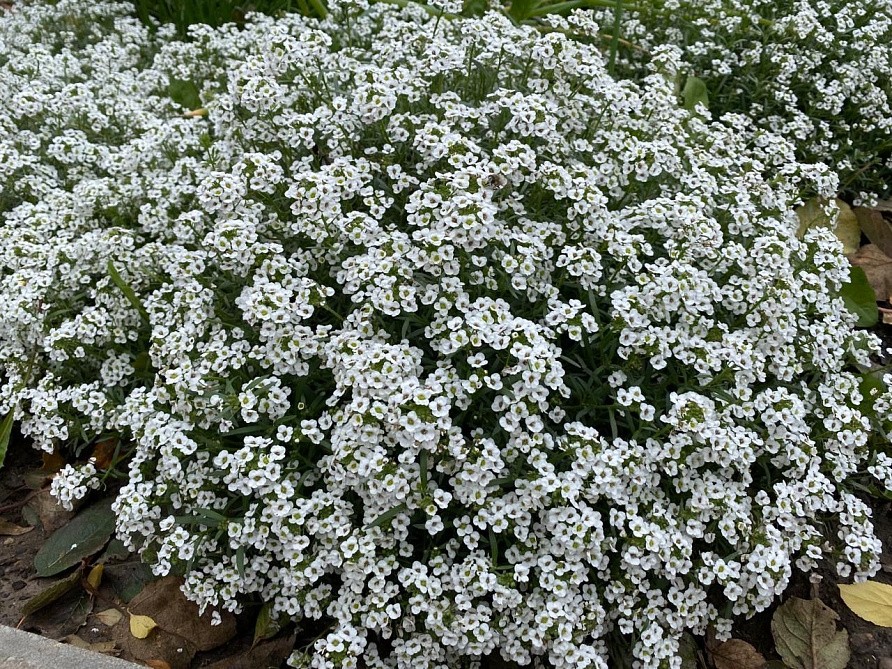 Партнер Алиссум ампельный СНОУ ВЭЙВ ^(10шт в амп), изображение 3