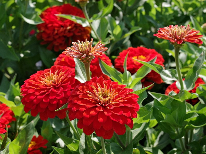 Партнер Цинния F1 САНГРИЯ / георгиновидная ^(4шт) , изображение 3