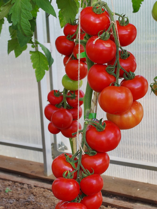 Партнер Томат МИРАНДАЛИНА F1 ^(5шт) 2-ной пак, изображение 4