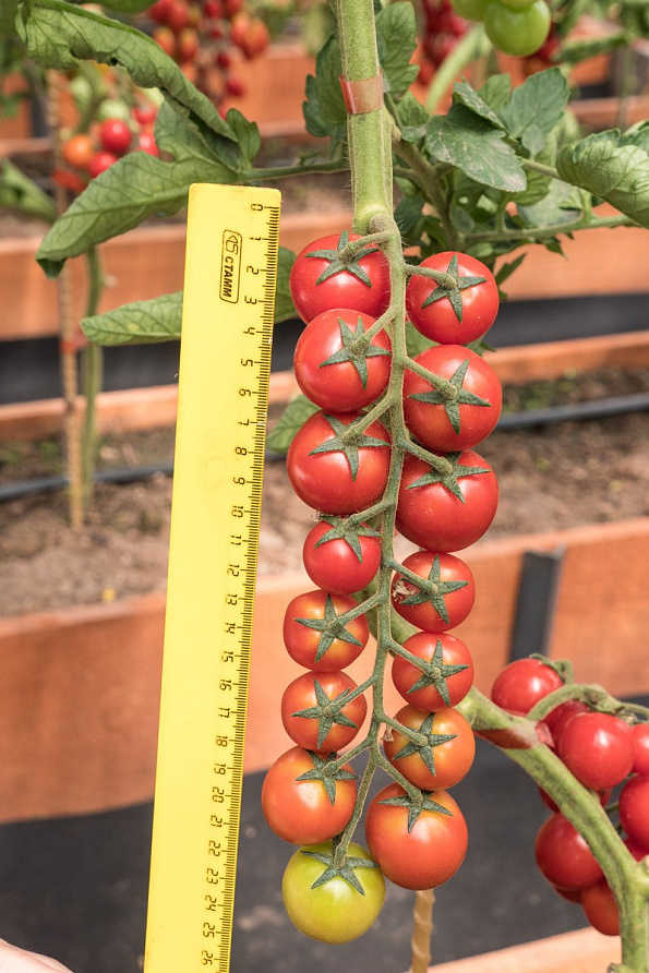 Партнер Томат ЧЕРРИ ЛЮБА F1 ^(5шт) 2-ной пак, изображение 1