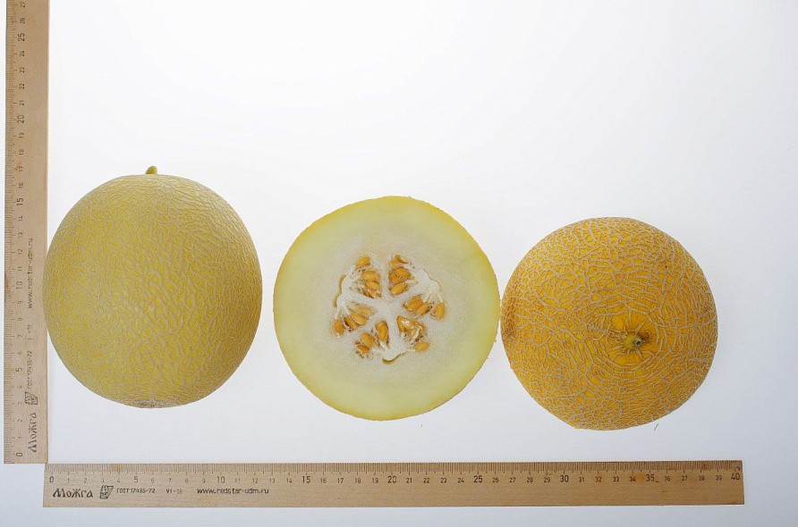 Партнер Дыня МАЙОРКА F1 ^(5шт) 2-ной пак, изображение 5