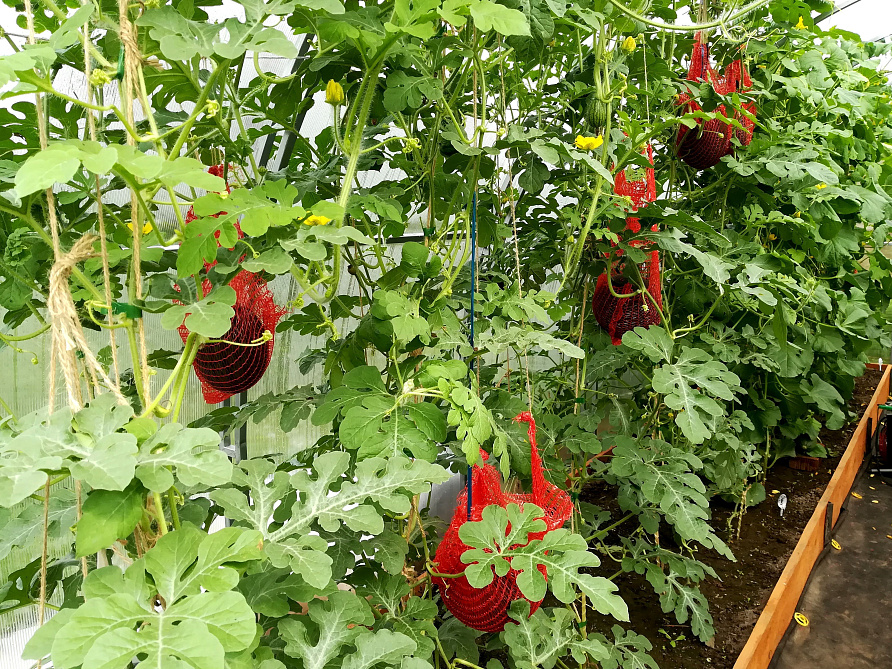 Партнер Арбуз АЙВАЗ F1 ^(5шт) 2-ной пак, изображение 3