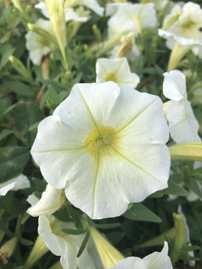 Партнер Петуния серия "Лагуна" АНЖЕЛАЙН F1 /многоцветковая (мини) каскадная лайм ^(5шт в амп), изображение 2