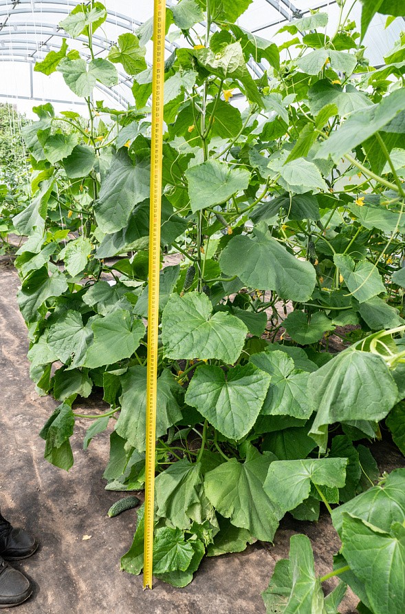 Партнер Огурец ПАСАЛИМО F1 ^(5шт), изображение 1