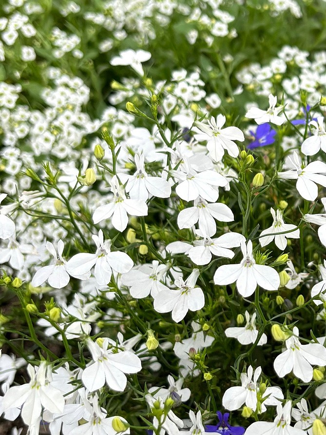 Партнер Лобелия каскадная РИВЬЕРА УАЙТ ^(10шт в амп), изображение 1