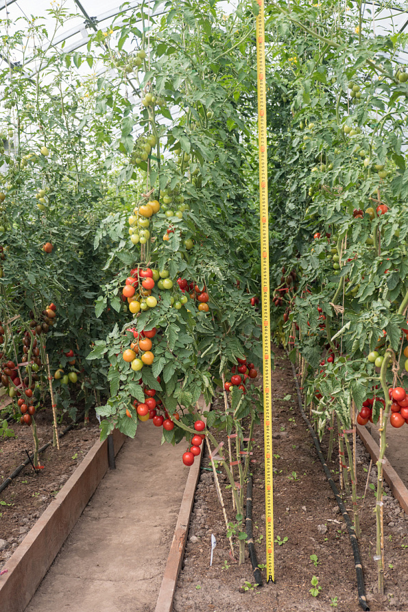 Партнер Томат ЧЕРРИ КОКТА F1 ^(5шт) 2-ной пак, изображение 6