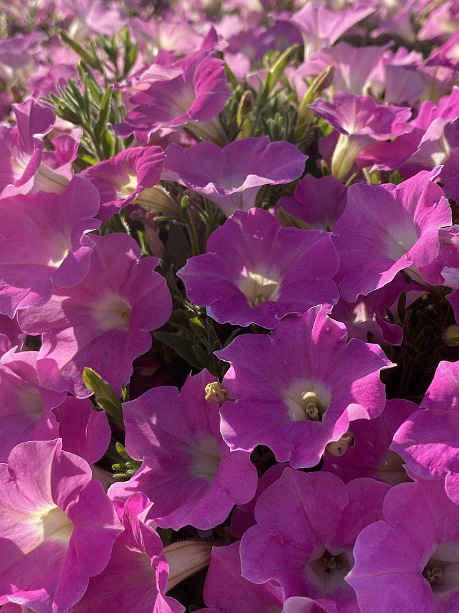 Партнер Петуния серия "Лагуна" АЛЬБЕРТИНА F1 / многоцветковая каскадно-ампельная^(5шт в амп), изображение 4