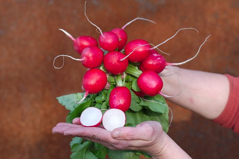 Партнер Редис ЦАРЕВНА F1 ^(1г), изображение 1