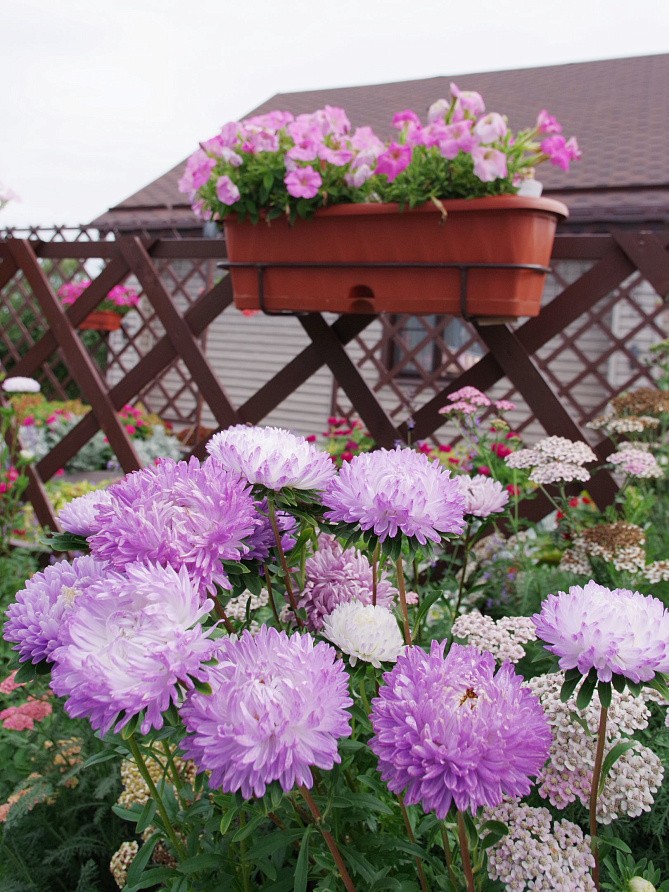 Партнер Астра китайская ЗАЧАРОВАННАЯ ^(5шт в амп), изображение 4