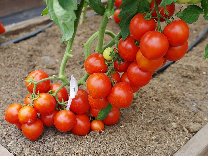 Партнер Томат КУРТИЗАНКА F1 ^(0,05г) 2-ной пак, изображение 3