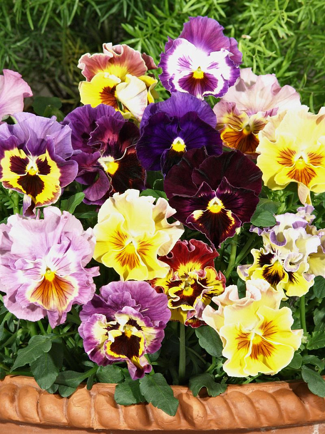 Партнер Виола F1 бахромчатая срезочная ЭПОХА БАРОККО ^(10шт в амп), изображение 6