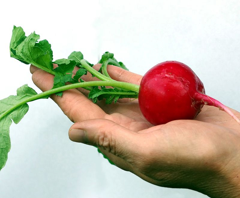 Партнер Редис ДУСЯ F1 ^(1г), изображение 4