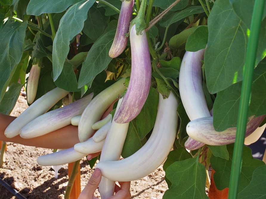 Партнер Баклажан ВИТАЛИК F1 ^(10шт) 2-ной пак, изображение 5