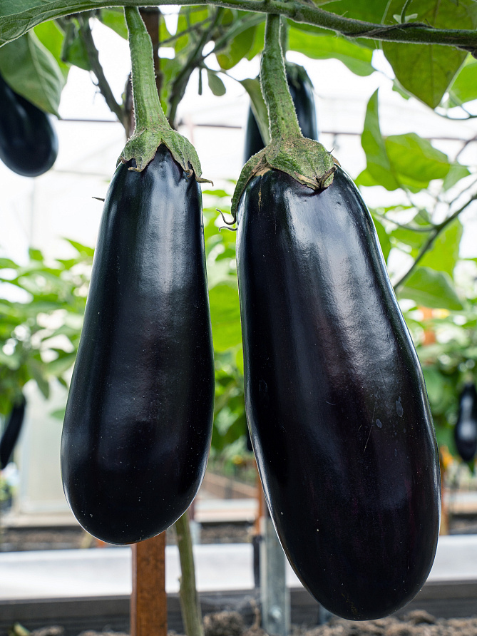 Партнер Баклажан ЭПИК F1 ^(10шт) 2-ной пак, изображение 3