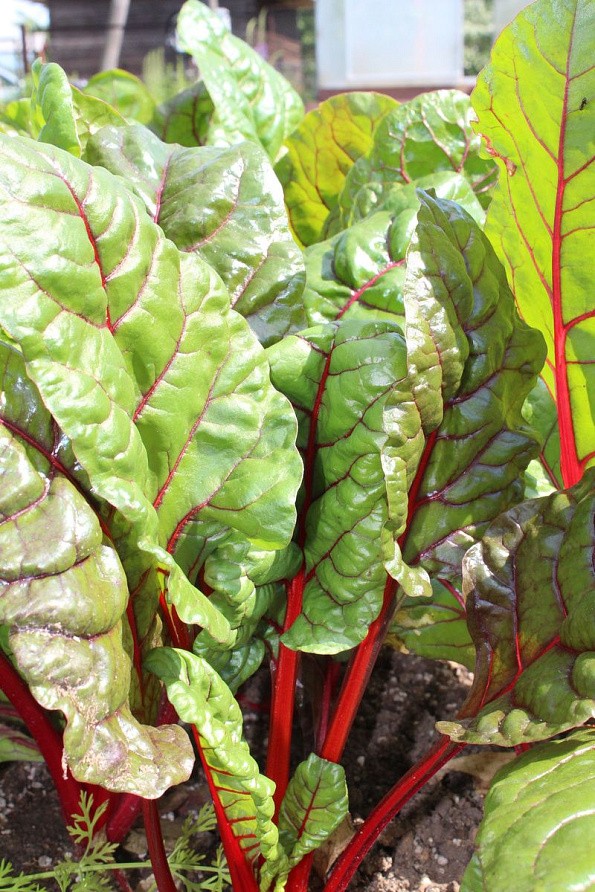 Партнер Мангольд КРАСНЫЙ ^(1г), изображение 2