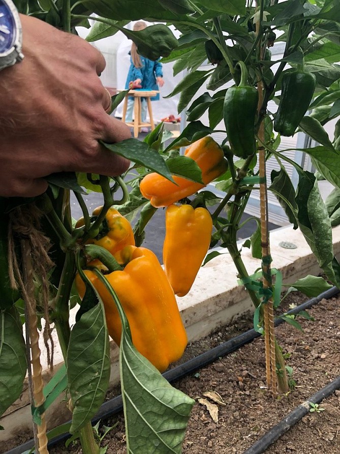 Партнер Перец ДЖЕМИНИ F1 ^(5шт) 2-ной пак, изображение 2