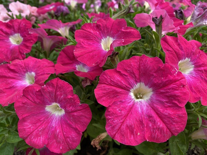 Партнер Петуния серия "Итальянка" РОЗАБЕЛЛА F1 / многоцветковая каскадная^(5шт в амп), изображение 3