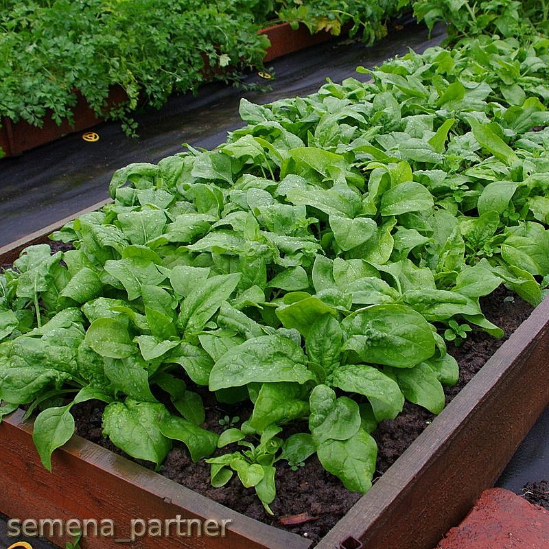 Партнер Шпинат МАТАДОР ^(5г), изображение 1