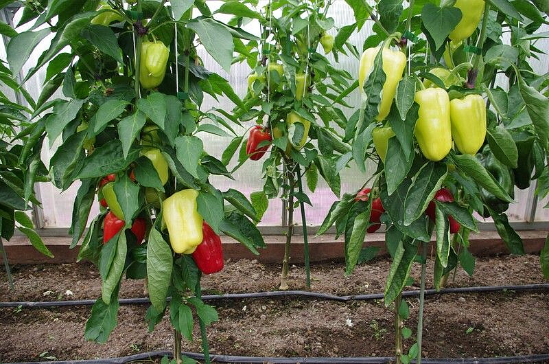 Партнер Перец ТЕМП F1 ^(10шт) 2-ной пак, изображение 1