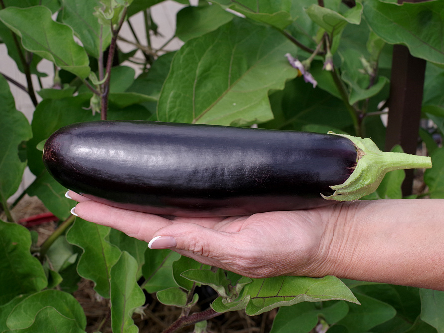 Партнер Баклажан СЕВЕРНЫЙ ИНДИГО F1 ^(10шт) 2-ной пак, изображение 5