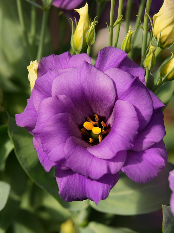 Партнер Эустома F1 карликовая махровая ЛЕДИ ЭШЛИ ^(5шт в амп), изображение 1