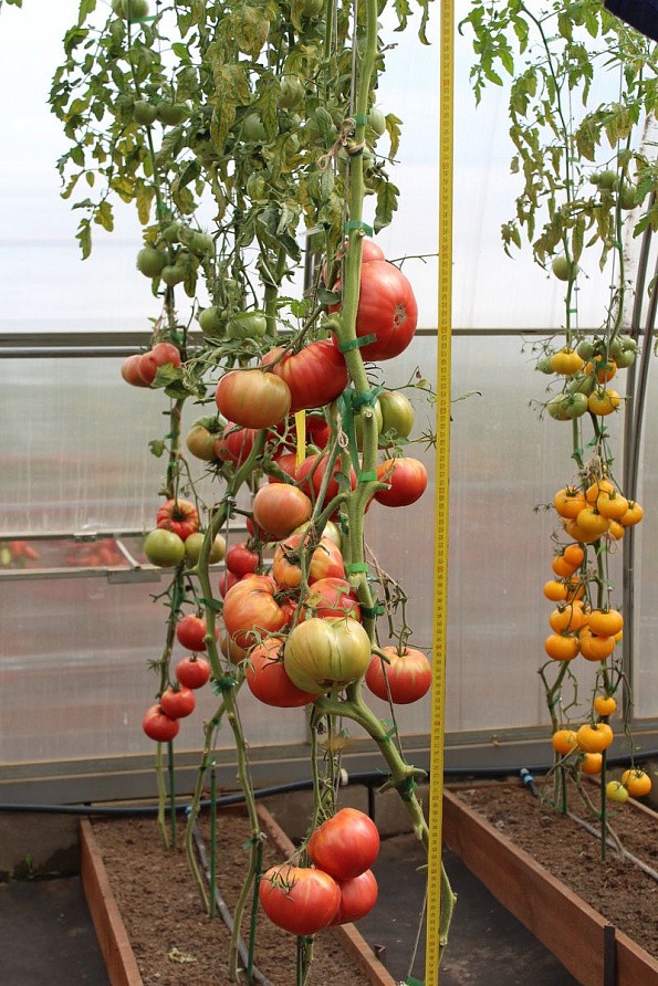 Партнер Томат ЛАДЬЯ ^(10шт) 2-ной пак, изображение 5