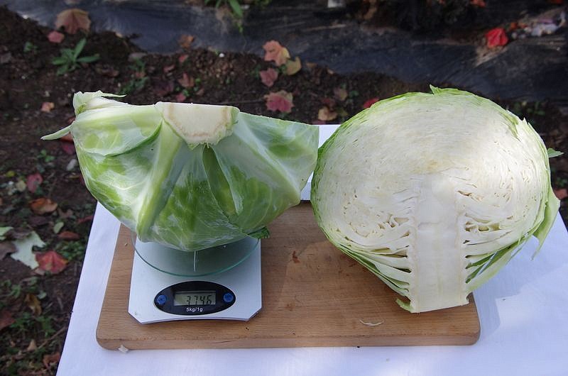 Партнер Капуста б/к КИЛАТОН F1 ^(10шт в амп), изображение 4