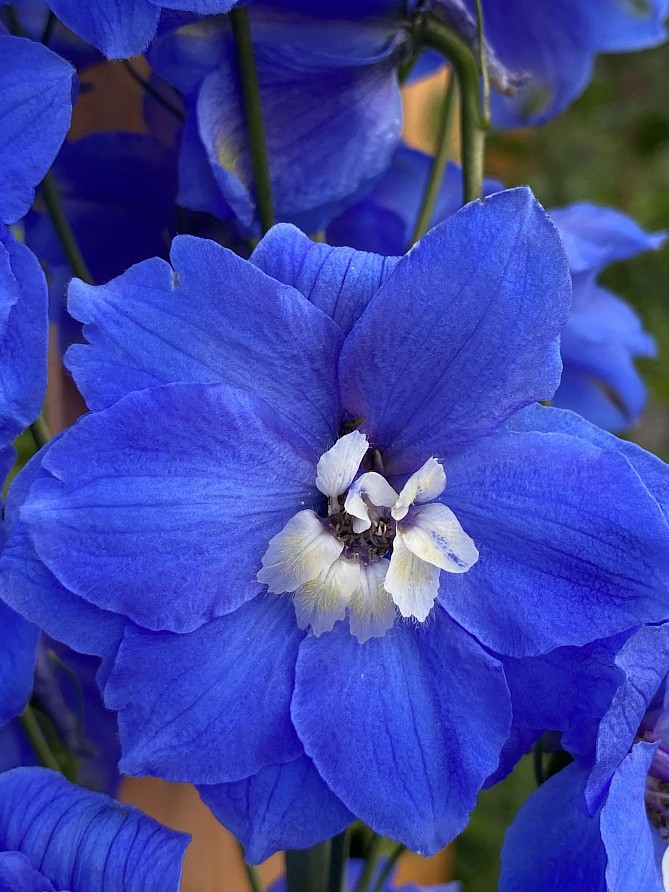 Партнер Дельфиниум F1 новозеландский КОБАЛЬТ ДРИМС ^(3шт), изображение 2