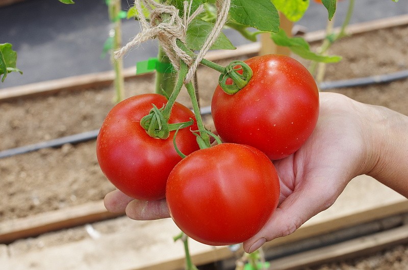 Партнер Томат СТАРПОМ F1 ^(10шт) 2-ной пак, изображение 2