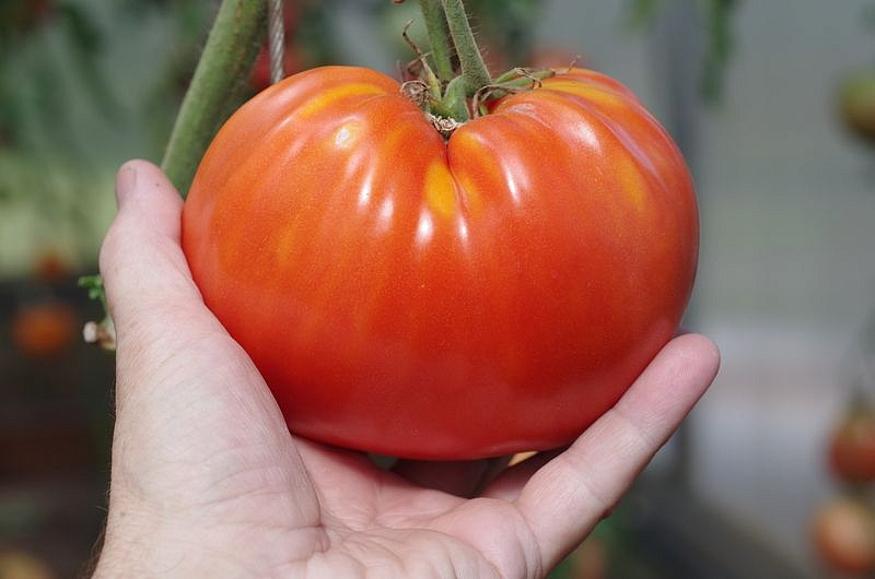 Партнер Томат ЛЕГЕНДА КОКТЕБЕЛЯ ^(10шт) 2-ной пак, изображение 3