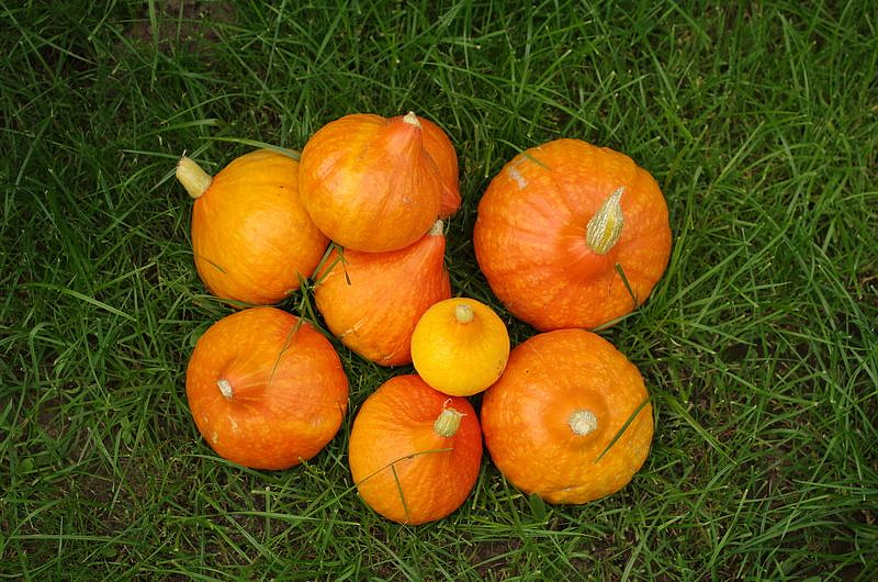 Партнер Тыква ОРАНЖ САММЕР F1 ^(3шт), изображение 6